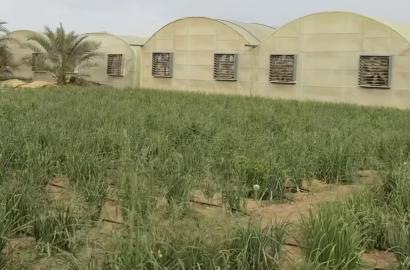 مزرعة العجبان سيح مدران