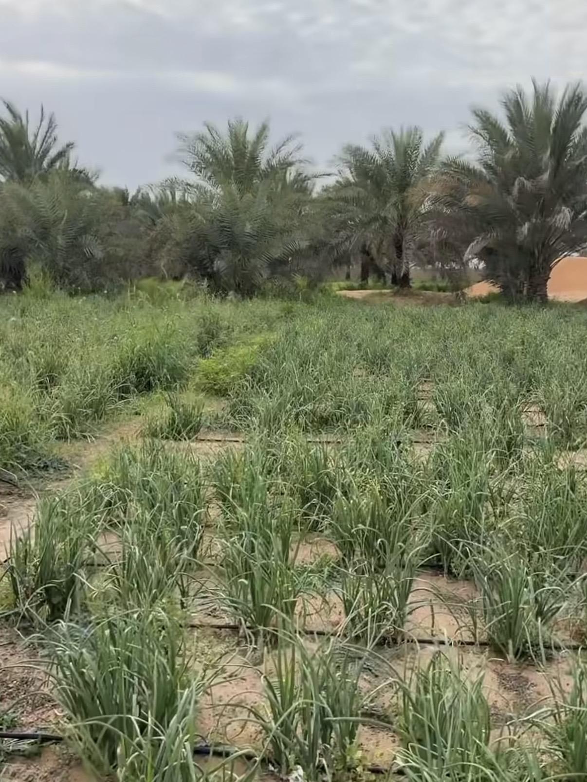 مزرعة العجبان سيح مدران