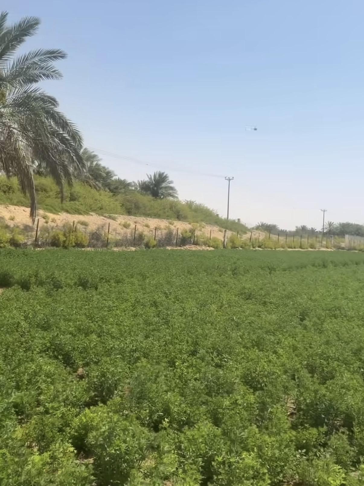 مزرعة رماح