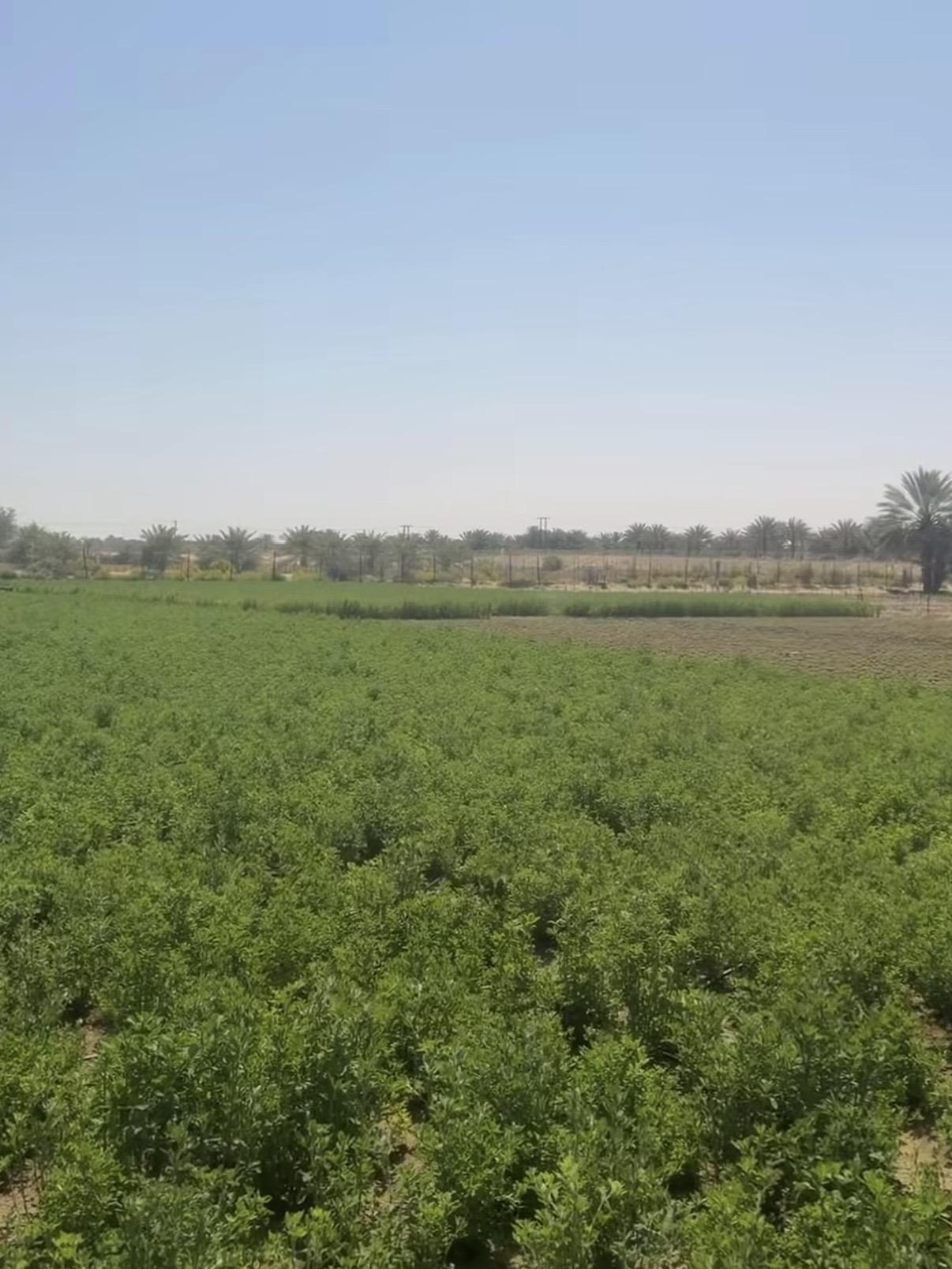 مزرعة رماح