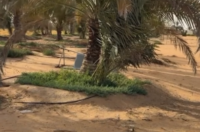 مزرعة بوكرية العين