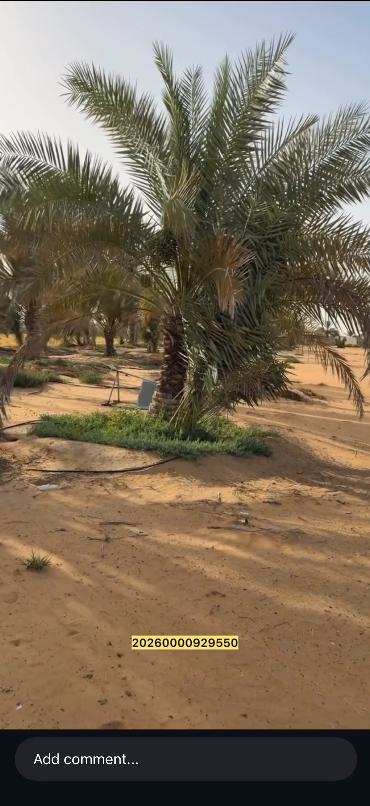 مزرعة بوكرية العين