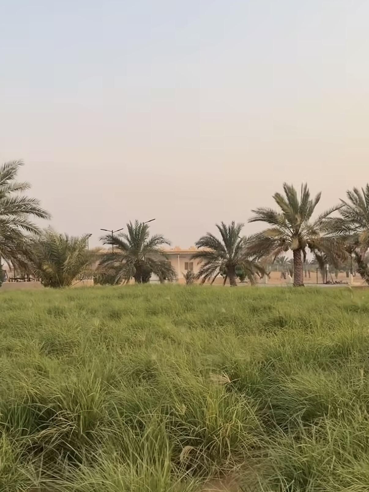 مزرعة رماح نقا اللحمة