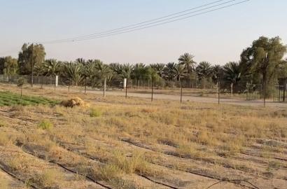 مزرعة العامرة