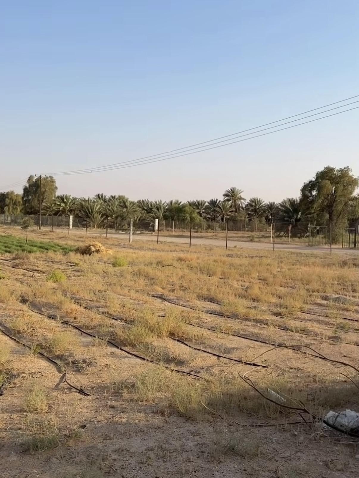 مزرعة العامرة