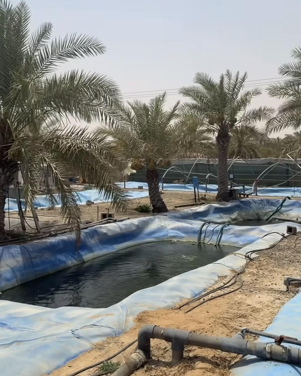 مزرعة رماح الصدارة