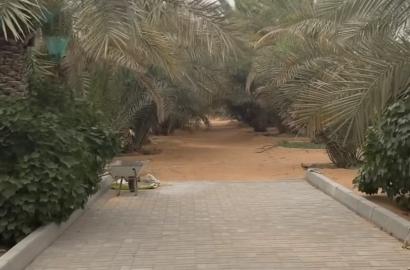 مزرعة في الظاهرة