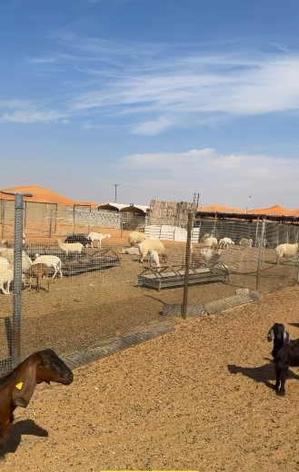 3 عزب الظاهرة