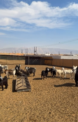 3 عزب الظاهرة