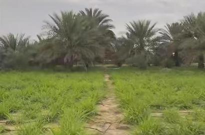 مزرعة العجبان سيح مدران العين