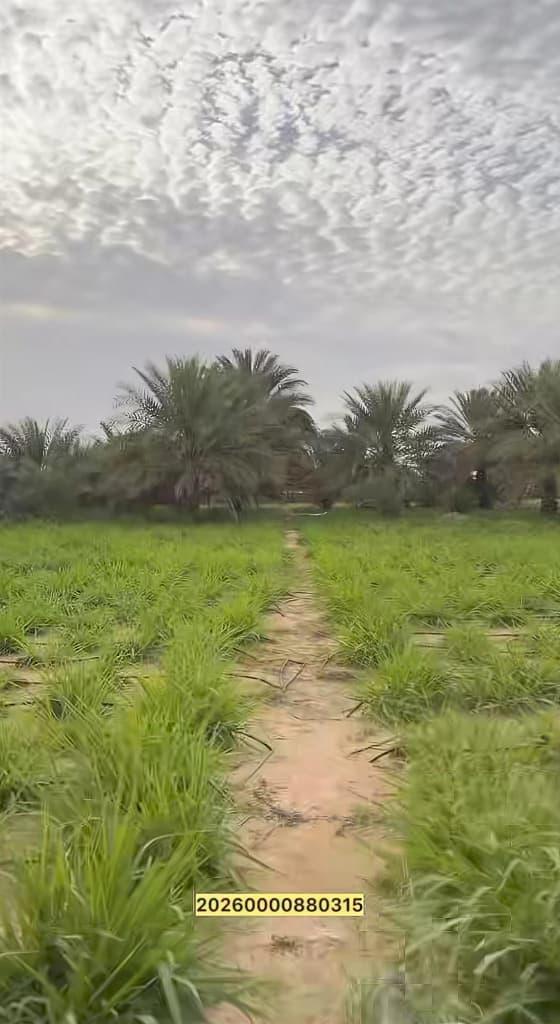مزرعة العجبان سيح مدران العين
