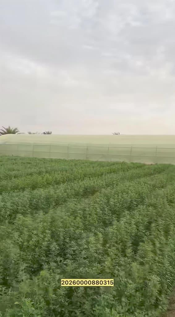 مزرعة العجبان سيح مدران العين