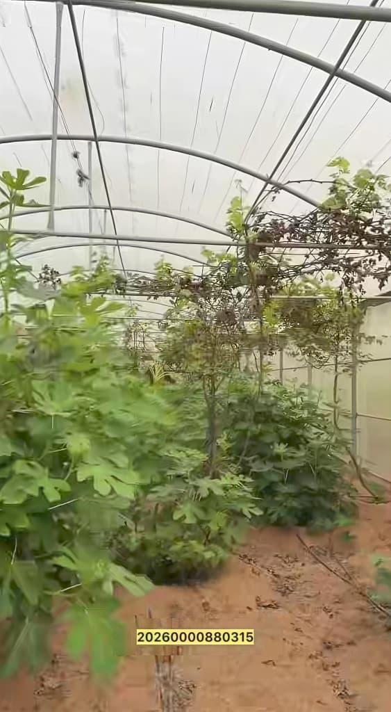 مزرعة العجبان سيح مدران العين