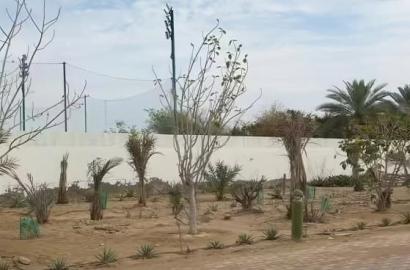 مزرعة الرحبة
