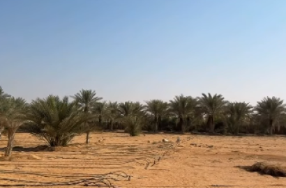 Farm for sale in Arad