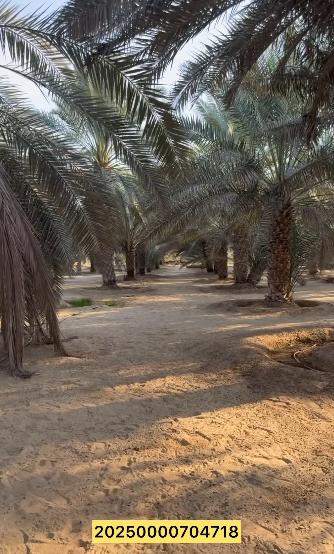 مزرعة للبيع في ليوا سيح الخير