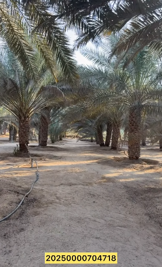 مزرعة للبيع في ليوا سيح الخير