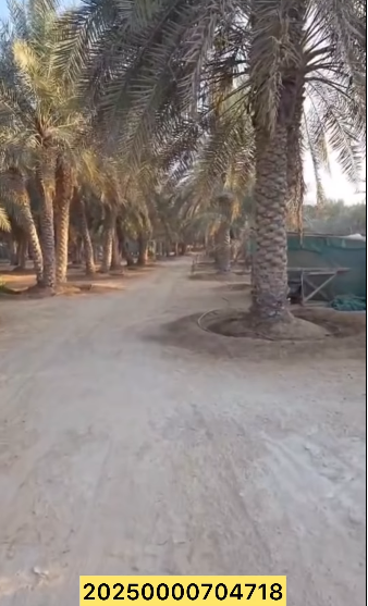 مزرعة للبيع في ليوا سيح الخير