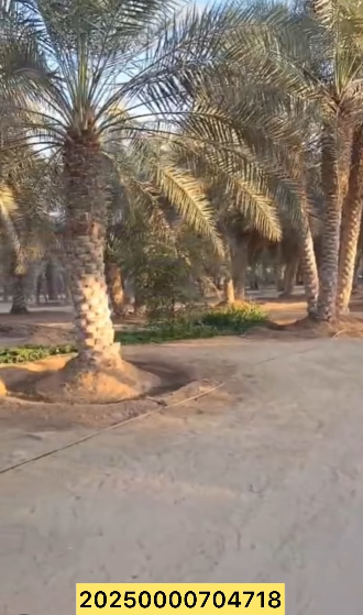 مزرعة للبيع في ليوا سيح الخير