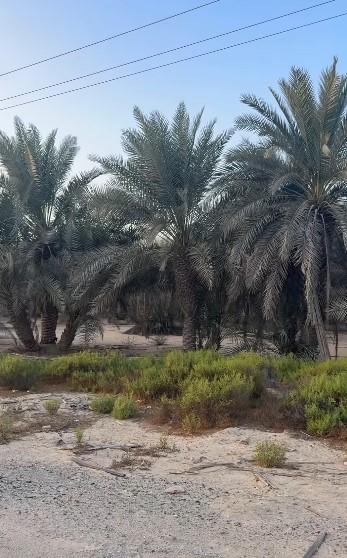 Farm for sale in Maziraa near Liwa Hospital