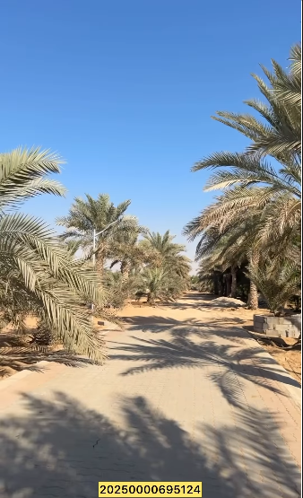 Farm for sale, Rumah Al-Houmana, Al-Anka