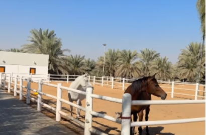 Farm for sale, Rumah Al-Houmana, Al-Anka