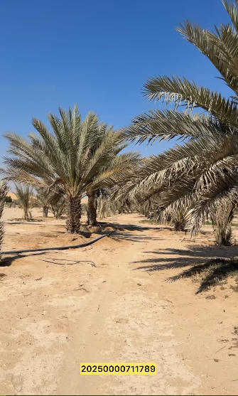 مزرعتين للبيع سيح حرز العين