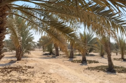 Two farms for sale in Seih Haraz Al Ain