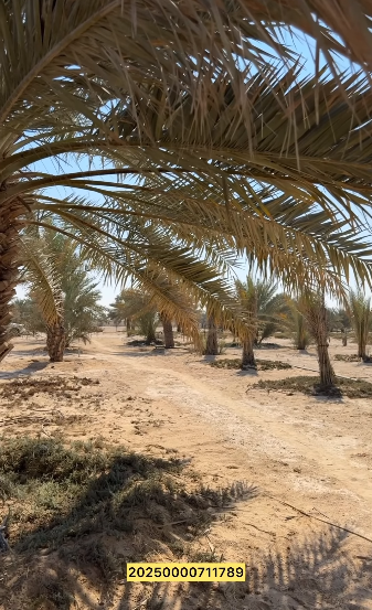 مزرعتين للبيع سيح حرز العين